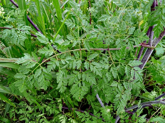 {Conium maculatum}